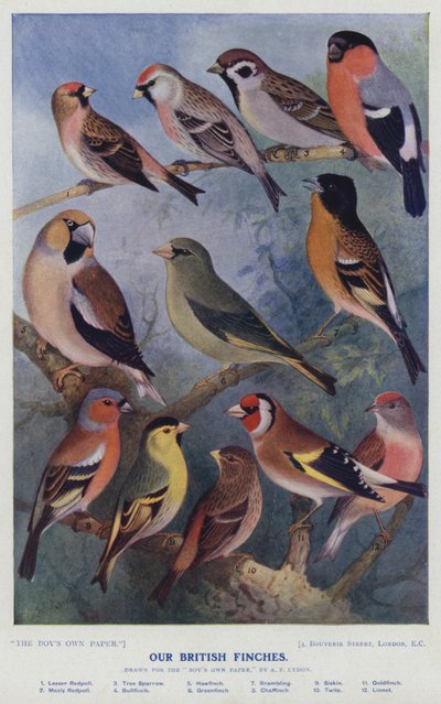 Our British Finches by Alexander Francis after Lydon